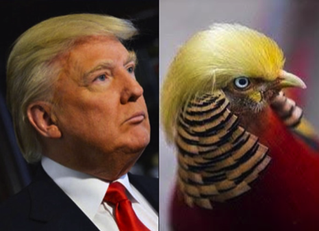 trumpturkey